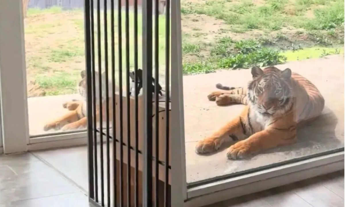 Photo: Screenshot from media reports