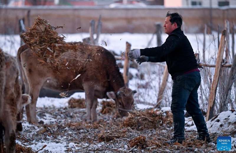 Musajan Khairat provides fodder to cattle in Xinyuan County of Ili Kazak Autonomous Prefecture, northwest China's Xinjiang Uygur Autonomous Region, Feb. 9, 2026. Photo: Xinhua