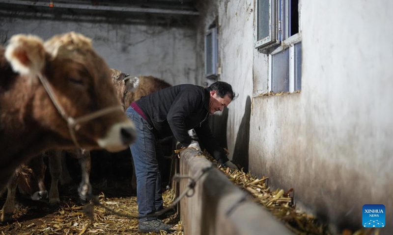 Musajan Khairat provides fodder to cattle at a shed in Xinyuan County of Ili Kazak Autonomous Prefecture, northwest China's Xinjiang Uygur Autonomous Region, Feb. 9, 2026. Photo: Xinhua