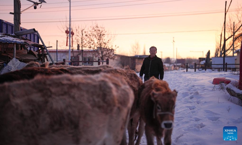 Musajan Khairat herds cattle in Xinyuan County of Ili Kazak Autonomous Prefecture, northwest China's Xinjiang Uygur Autonomous Region, Feb. 9, 2026.

Musajan Khaira, a villager of Keregetas Village of Xinyuan County, is a deputy to the National People's Congress (NPC). After graduating from junior high school, he learned blacksmithing and welding skills and runs a welding workshop. In addition to pursuing a better life for his own family, Musajan also taught welding skills to villagers for free, helping local people to increase their incomes.

As an NPC deputy, Musajan consistently focuses on the demands of local people. In response to villagers' concerns about difficulties in farmland irrigation and road accessibility, he presented a suggestion on construction of high-standard farmland at a ravine area in Xinyuan County. With his efforts, a high-standard farmland construction project was launched and drip irrigation facilities were promoted, making it easier for farmers to cultivate the land and ensuring more stable income growth.

Musajan keeps concentrating on high-quality development of rural areas. He presented suggestions such as advancing the reconstruction and expansion of local airport, upgrading county roads, and protecting wetland ecosystems, to promote rural development and improve local people's well-being. Photo: Xinhua