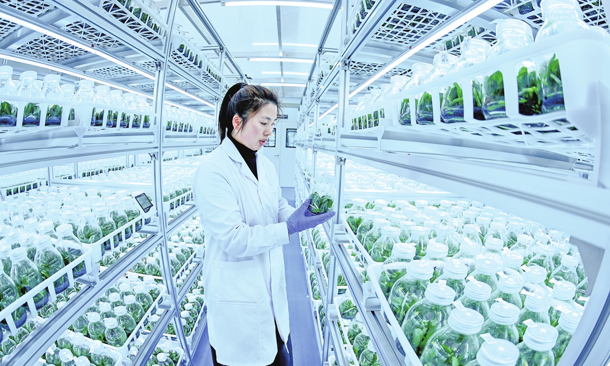A technician at a biotechnology company in Haian, East China's Jiangsu Province, cultivates phalaenopsis seedlings in a sterile environment on March 3, 2026. Local authorities are using modern facilities to advance sowing and seedling care, supporting higher agricultural output and farmer incomes year-round. 
Photo: cnsphoto