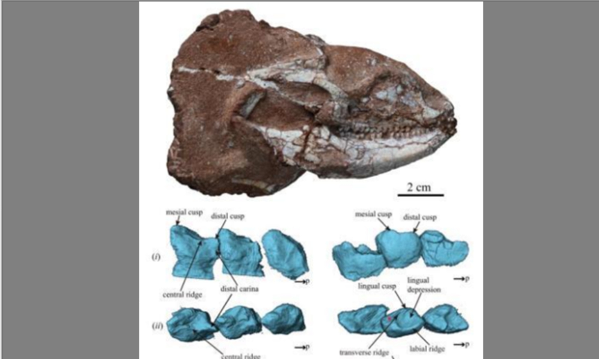 Up： Fossil of the newly discovered Heterodon fangii

Down： Reconstructions of the teeth of the species  

Photos： Courtesy of the Institute of Vertebrate Paleontology and Paleoanthropology of the Chinese Academy of Science