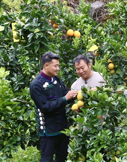 Jilie Ziri (left) and a navel orange farmer discuss the growth conditions of navel oranges in a local orchard in the Abuluoha village. Photo: Courtesy of Jilie Ziri