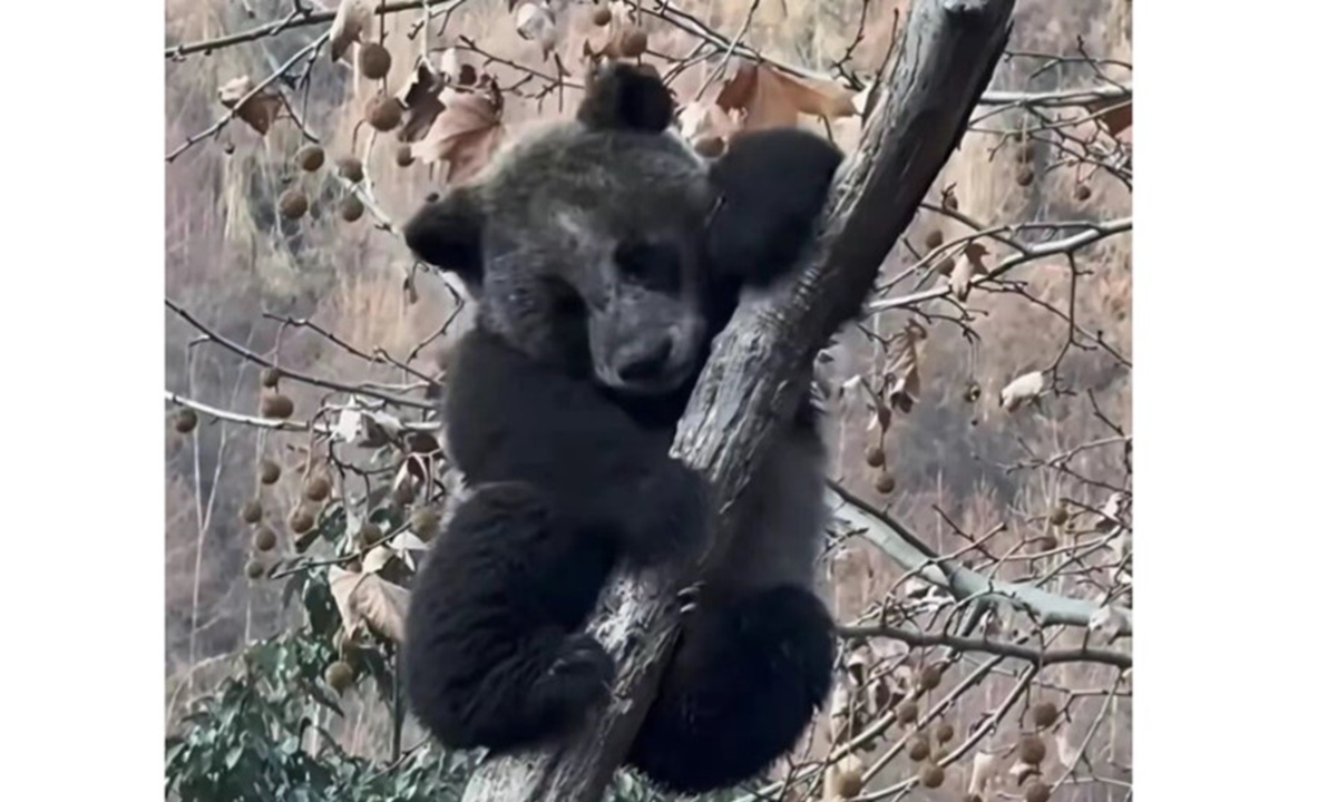 Photo: Screenshot from Sichuan Daily