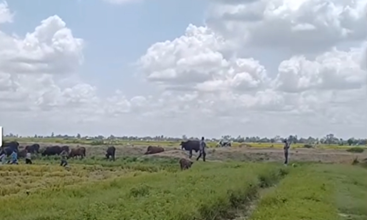 Nigerian rice fields Photo: Screenshot from Sichuan Daily
