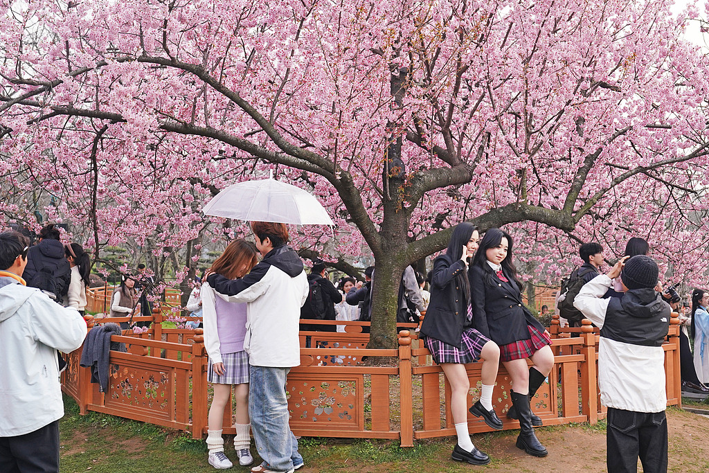 Visitors enjoy early-blooming cherry blossoms in the 550-acre East Lake Cherry Blossom Garden in Wuhan, Central China's Hubei Province, on March 6, 2026. Photo: VCG
