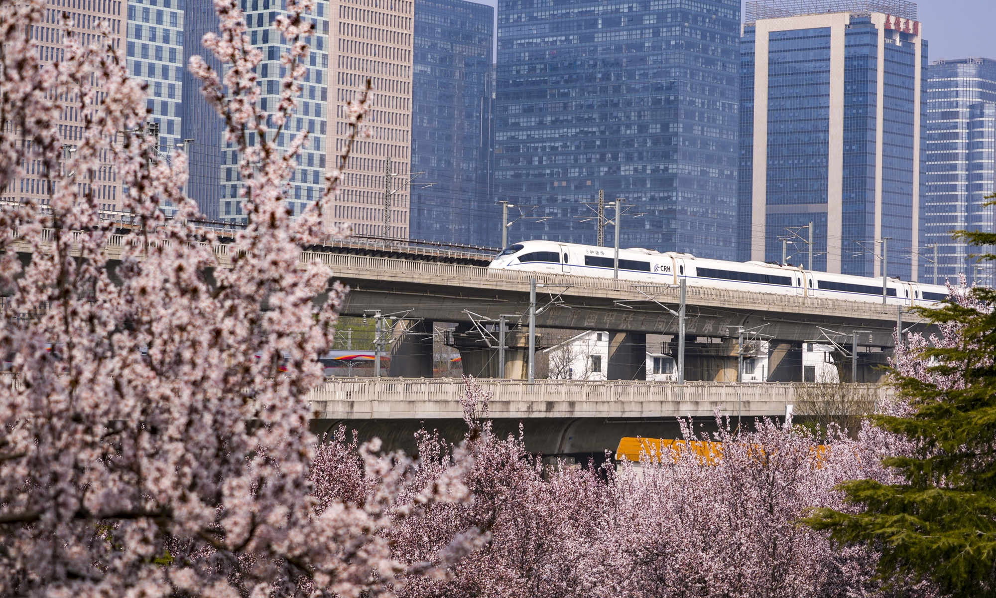 A bullet train runs through blooming flowers at a park in Zhengzhou, Central China's Henan Province on March 12, 2026. Local residents dubbed the scene as a 