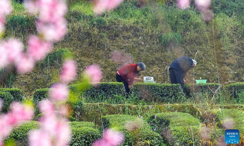 Farmers pick tea leaves at a tea garden in Maoping Town of Zigui County, Yichang, central China's Hubei Province, March 13, 2026. Photo: Xinhua