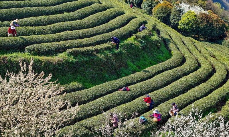 An aerial drone photo taken on March 12, 2026 shows farmers picking tea leaves at a tea garden in Tiankan Village of Kaiyang County, southwest China's Guizhou Province. Photo: Xinhua
