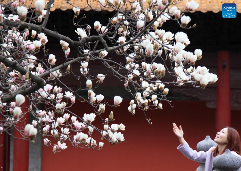 A tourist is pictured with magnolia blossoms in Nanjing, east China's Jiangsu Province, March 8, 2026. Photo: Xinhua