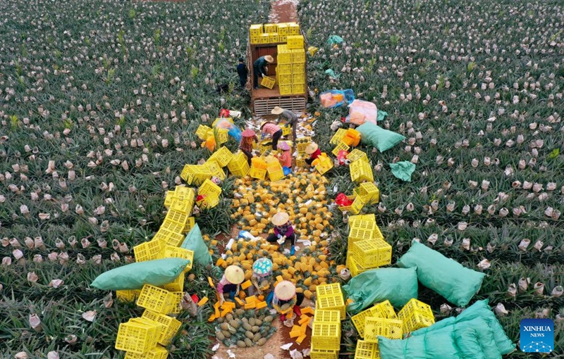 An aerial drone photo taken on March 12, 2026 shows farmers packing pineapples in Dapo Town of Haikou, south China's Hainan Province. Photo: Xinhua