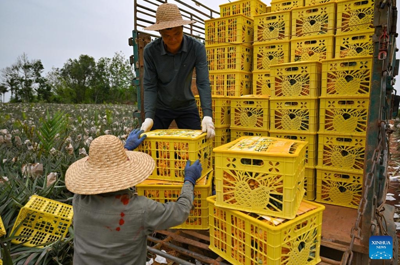 Farmers load pineapples onto a truck in Dapo Town of Haikou, south China's Hainan Province, March 12, 2026. Photo: Xinhua