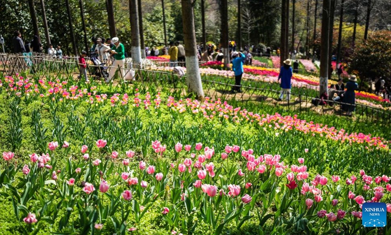Tourists view tulips at Longjiashan National Forest Park in Longli County, southwest China's Guizhou Province, March 12, 2026. (Xinhua/Tao Liang)