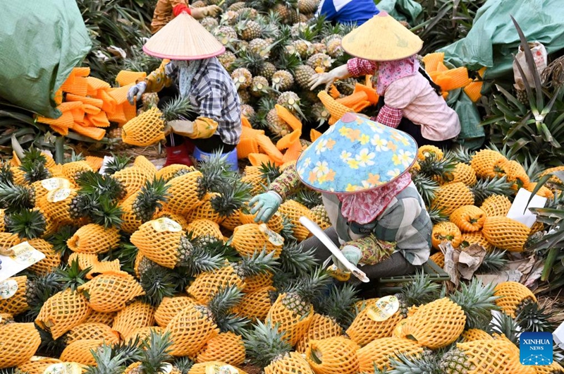 Farmers pack pineapples in Dapo Town of Haikou, south China's Hainan Province, March 12, 2026. Photo: Xinhua