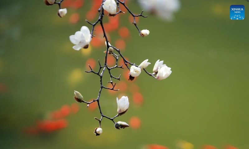 Magnolia blossoms are pictured with fish in the background at the Heyuan scenic spot in Yangzhou City, east China's Jiangsu Province, March 10, 2026. Photo: Xinhua