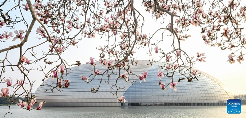 This photo taken on March 12, 2026 shows magnolia blossoms near the National Center for the Performing Arts in Beijing, capital of China. Photo: Xinhua