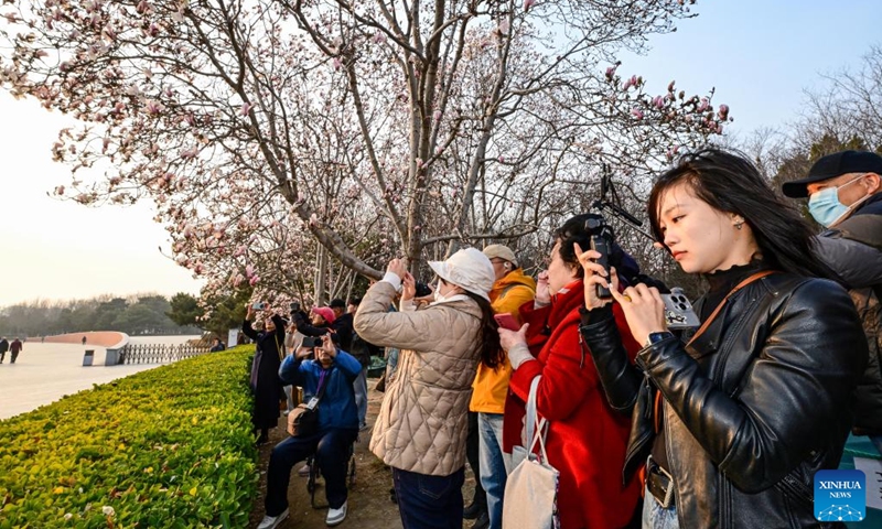 People take photos of magnolia blossoms near the National Center for the Performing Arts in Beijing, capital of China, March 12, 2026. Photo: Xinhua