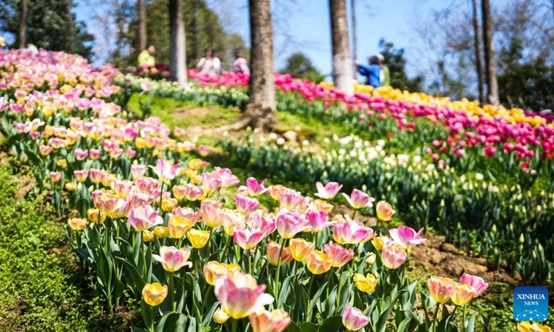 This photo taken on March 12, 2026 shows blooming tulips at Longjiashan National Forest Park in Longli County, southwest China's Guizhou Province. (Xinhua/Tao Liang)
