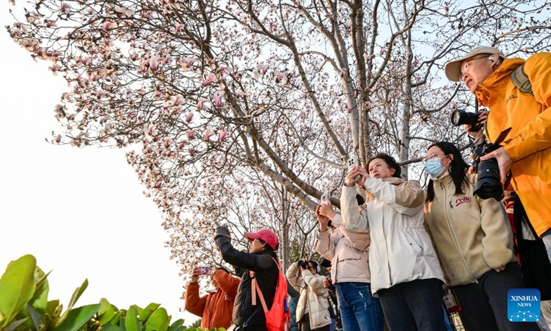 People take photos of magnolia blossoms near the National Center for the Performing Arts in Beijing, capital of China, March 12, 2026. Photo: Xinhua