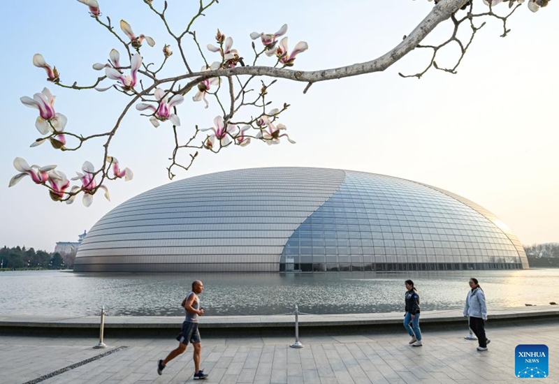 This photo taken on March 12, 2026 shows magnolia blossoms near the National Center for the Performing Arts in Beijing, capital of China. Photo: Xinhua