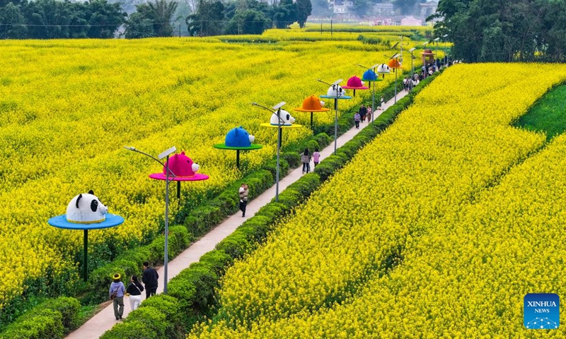 An aerial drone photo taken on March 12, 2026 shows tourist visiting rapeseed flower fields at Chongkan scenic spot in Tongnan District, southwest China's Chongqing Municipality. Photo: Xinhua