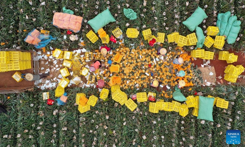 An aerial drone photo taken on March 12, 2026 shows farmers packing pineapples in Dapo Town of Haikou, south China's Hainan Province. Photo: Xinhua