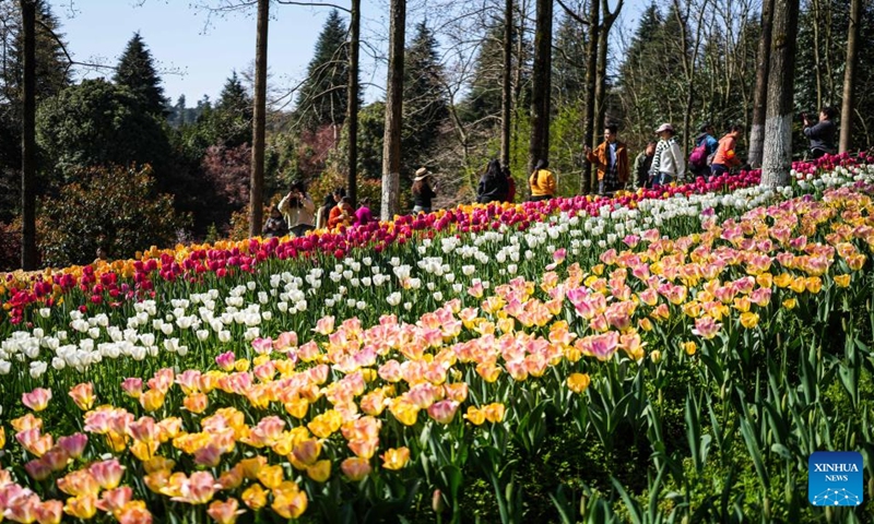 Tourists view tulips at Longjiashan National Forest Park in Longli County, southwest China's Guizhou Province, March 12, 2026. (Xinhua/Tao Liang)