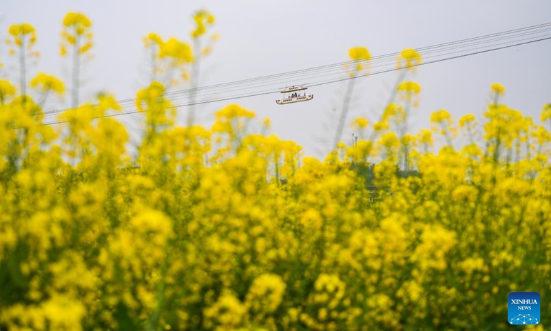 Tourists aboard a sightseeing cable enjoy the scenery of rapeseed flowers at Chongkan scenic spot in Tongnan District, southwest China's Chongqing Municipality, March 12, 2026. Photo: Xinhua