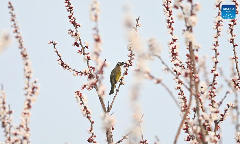 A bird is pictured among blossoms at a park in Xigang Town, Tengzhou City, east China's Shandong Province, March 12, 2026. Photo: Xinhua