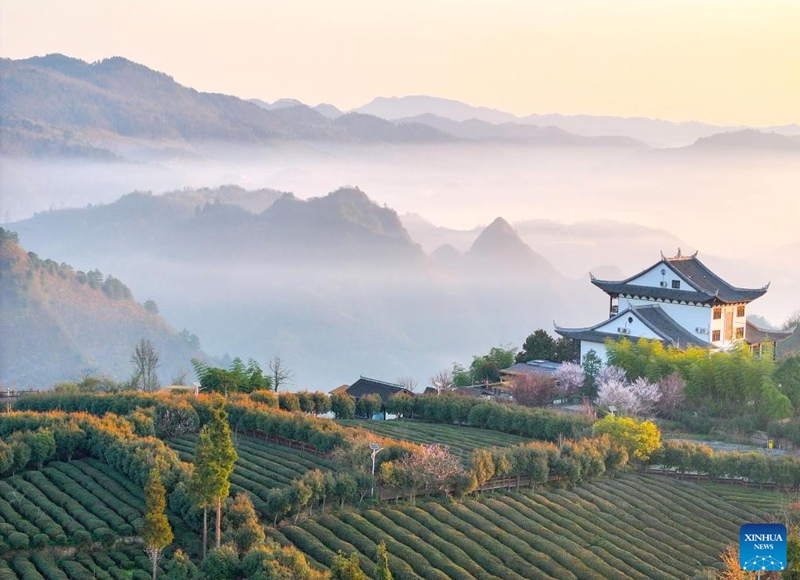 A drone photo taken on March 12, 2026 shows a tea garden in Matou Village of Kaiyang County, southwest China's Guizhou Province. Photo: Xinhua