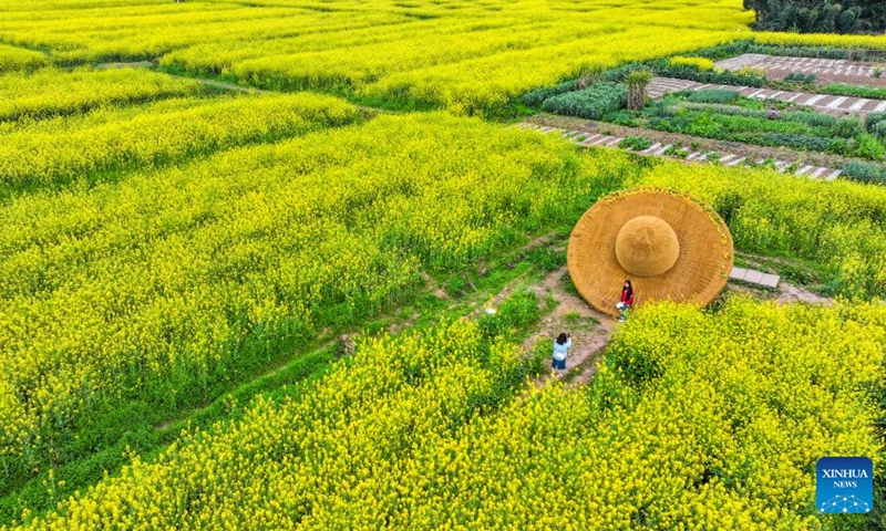 An aerial drone photo taken on March 12, 2026 shows a tourist posing for photos at a rapeseed flower field of Chongkan scenic spot in Tongnan District, southwest China's Chongqing Municipality. Photo: Xinhua