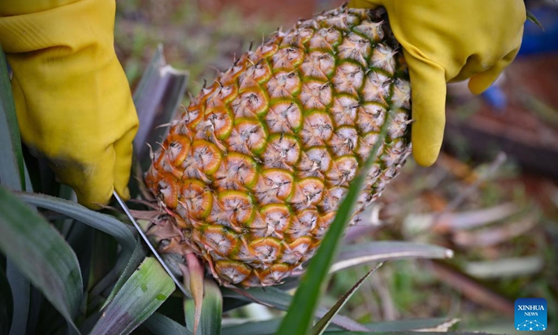 A farmer picks a pineapple in Dapo Town of Haikou, south China's Hainan Province, March 12, 2026. Photo: Xinhua