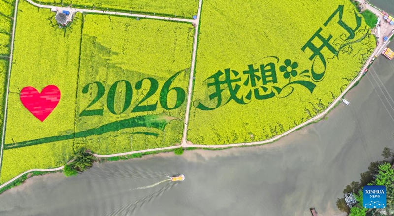 An aerial drone photo taken on March 12, 2026 shows a view of a rapeseed flower field at Chongkan scenic spot in Tongnan District, southwest China's Chongqing Municipality. Photo: Xinhua