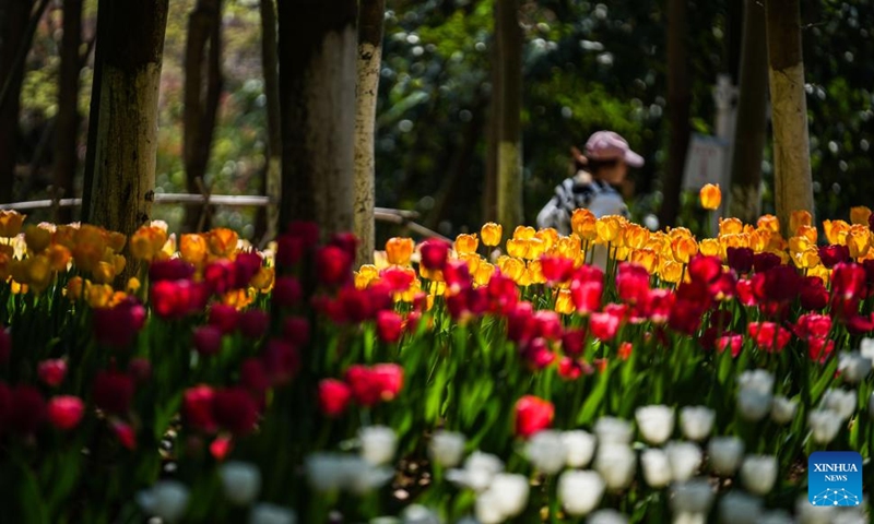 A tourist views tulips at Longjiashan National Forest Park in Longli County, southwest China's Guizhou Province, March 12, 2026. (Xinhua/Tao Liang)