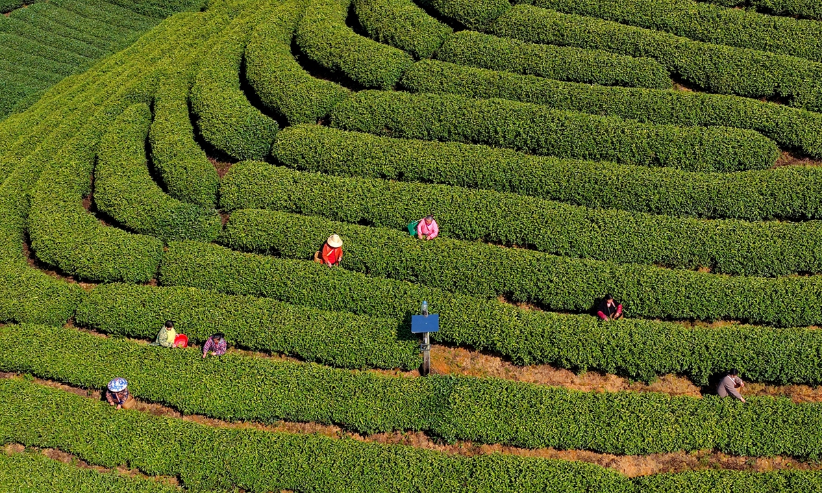 Farmers harvest tea leaves shortly before the Qingming Festival to produce the mingqian (literally 