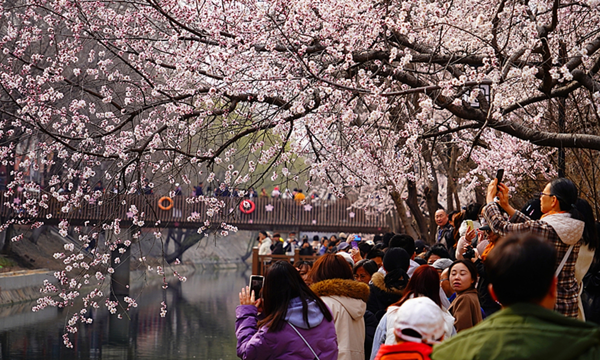 Mountain peach blossoms along the Erdaogou river in Beijing's Chaoyang district draw citizens to admire them on March 14, 2026. Photo: VCG