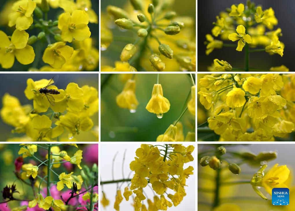 This combo photo taken on March 24, 2026 shows blooming rapeseed flowers in Wuyuan County, east China's Jiangxi Province. (Xinhua/Wan Xiang)

