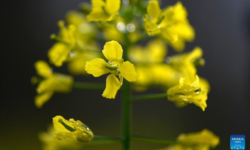 This photo taken on March 24, 2026 shows blooming rapeseed flowers at Huangling scenic spot in Wuyuan County, east China's Jiangxi Province. (Xinhua/Wan Xiang)

