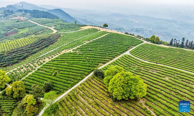 An aerial drone photo taken on March 27, 2026 shows a view of a tea garden in Rongchang District, southwest China's Chongqing. The tea industry is a local specialty agricultural industry in Rongchang, and the planting area covers 43,000 mu (about 2866.67 hectares). As the weather warms up, tea gardens enter the peak picking season. (Xinhua/Tang Yi)