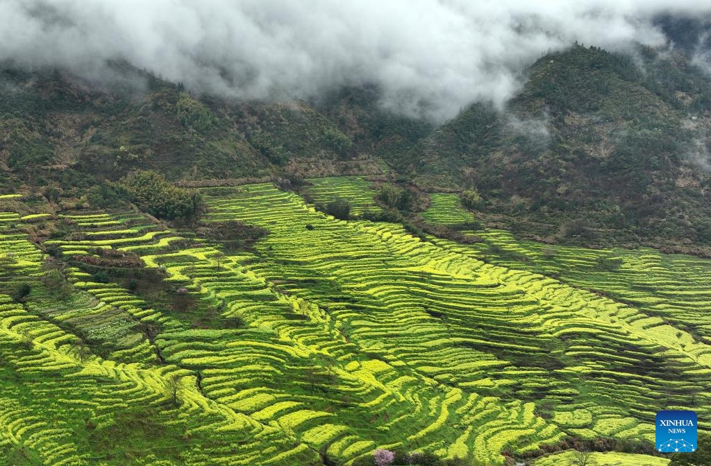 An aerial drone photo taken on March 24, 2026 shows terraced rapeseed fields at Huangling scenic spot in Wuyuan County, east China's Jiangxi Province. (Xinhua/Wan Xiang)

