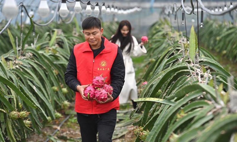 A man picks dragon fruit at a dragon fruit-planting base at Longxin Village of Liujiang District in Liuzhou City, south China's Guangxi Zhuang Autonomous Region, Jan. 27, 2026. (Xinhua/Wang Jingqiang)
