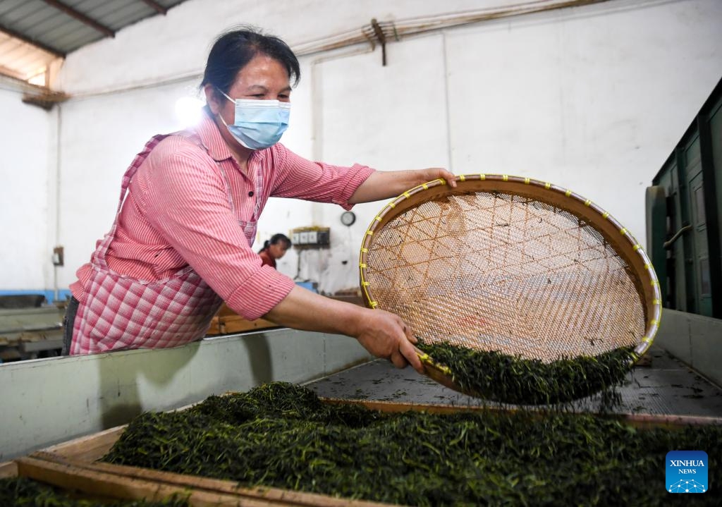 A tea maker processes tea leaves in Rongchang District, southwest China's Chongqing, on March 27, 2026. The tea industry is a local specialty agricultural industry in Rongchang, and the planting area covers 43,000 mu (about 2866.67 hectares). As the weather warms up, tea gardens enter the peak picking season. (Xinhua/Tang Yi)