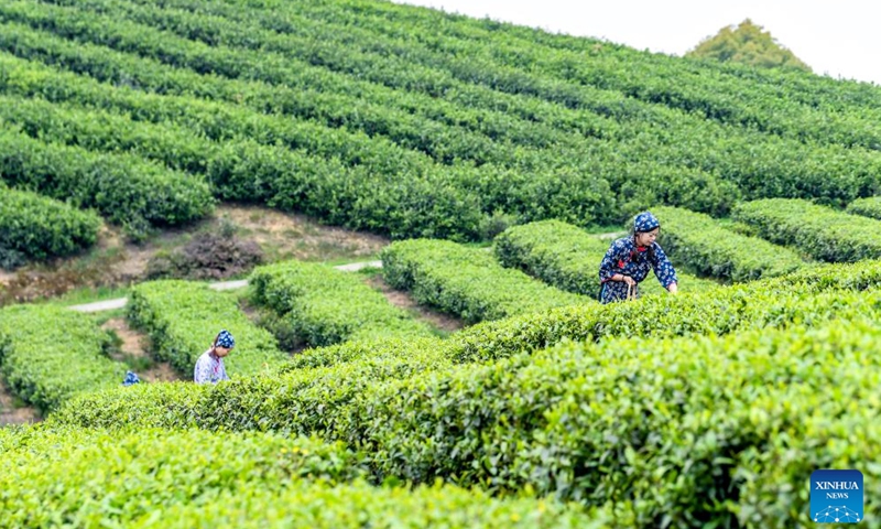Farmers pick tea leaves in Rongchang District, southwest China's Chongqing, on March 27, 2026. The tea industry is a local specialty agricultural industry in Rongchang, and the planting area covers 43,000 mu (about 2866.67 hectares). As the weather warms up, tea gardens enter the peak picking season. (Xinhua/Tang Yi)