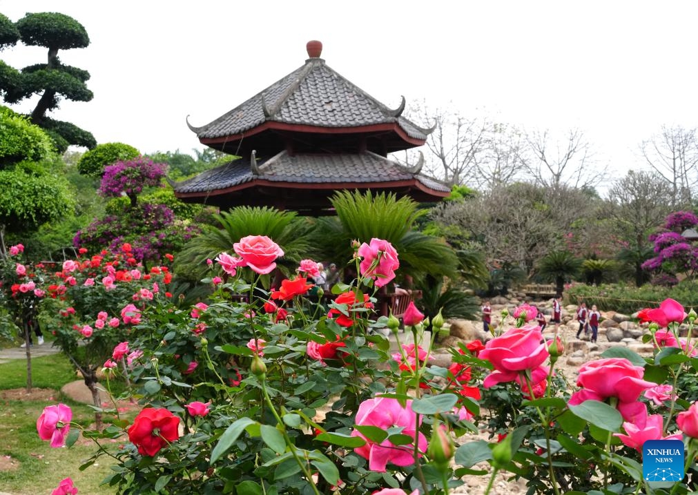 People enjoy Rosa Chinensis blossoms at Nanhu park in Nanning City, south China's Guangxi Zhuang Autonomous Region, March 27, 2026. (Xinhua/Zhou Hua)

