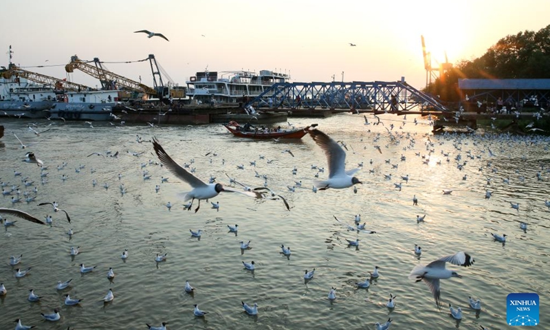 Seagulls are seen near a jetty along the Yangon River in Yangon, Myanmar, March. 23, 2026. (Xinhua/Myo Kyaw Soe)

