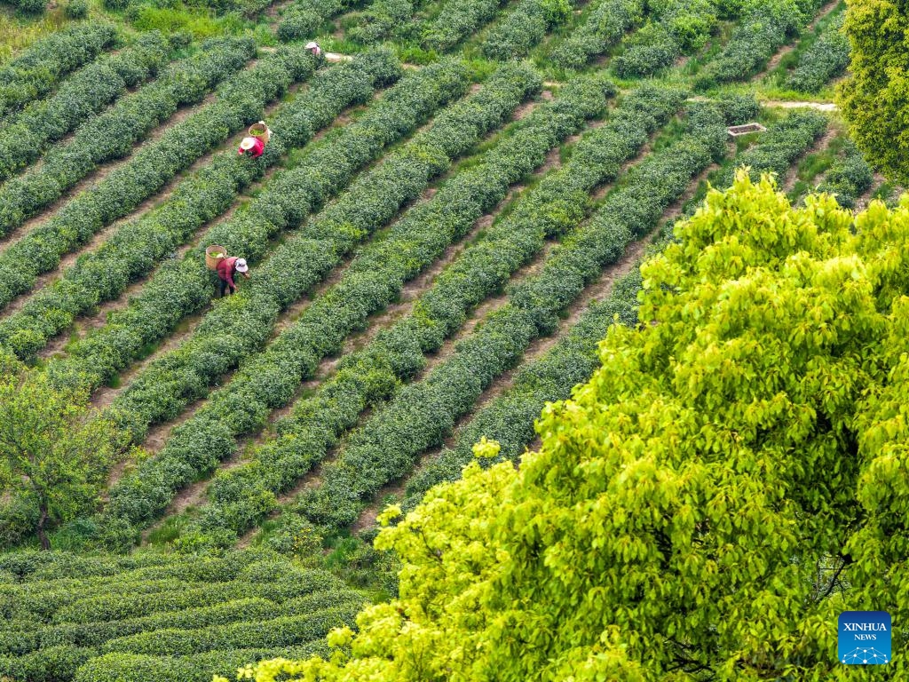 A drone photo taken on March 27, 2026 shows farmers picking tea leaves in Rongchang District, southwest China's Chongqing. The tea industry is a local specialty agricultural industry in Rongchang, and the planting area covers 43,000 mu (about 2866.67 hectares). As the weather warms up, tea gardens enter the peak picking season. (Xinhua/Tang Yi)