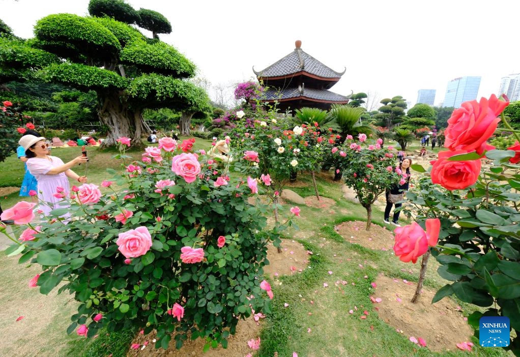 People enjoy Rosa Chinensis blossoms at Nanhu park in Nanning City, south China's Guangxi Zhuang Autonomous Region, March 27, 2026. (Xinhua/Zhou Hua)

