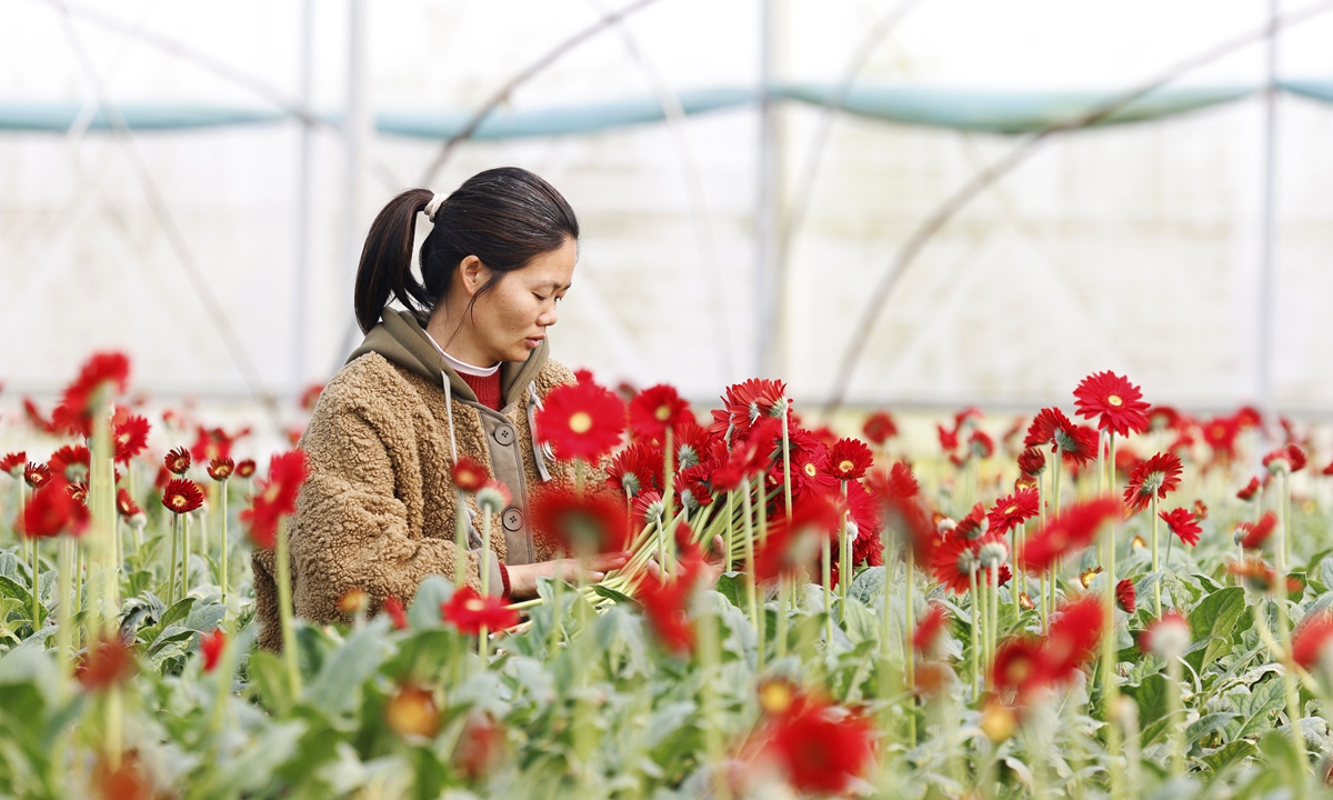 A farmer harvests fresh cut flowers in a greenhouse in Sihong County, East China's Jiangsu Province, on March 22, 2026. In recent years, Sihong County has actively adjusted its agricultural industrial structure, achieving an annual average yield of more than 10,000 yuan ($1452) per mu (0.067 hectares), with fresh cut flowers becoming a local 