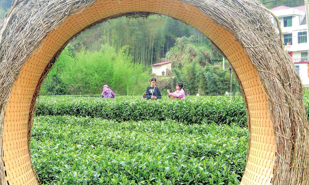 Tea farmers pick fresh and tender tea buds in a garden in Suichuan, East China's Jiangxi Province on March 24, 2026. As the 