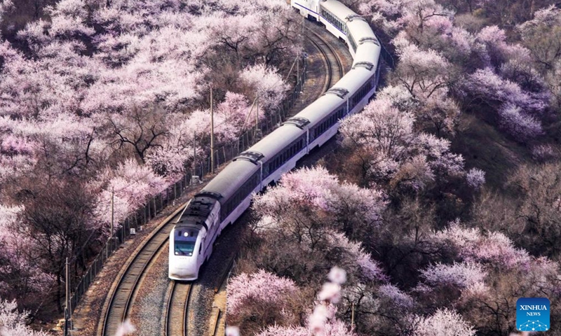 A train runs through blooming flowers near the Juyongguan section of the Great Wall in Beijing, capital of China, March 24, 2026. (Photo by Liu Mancang/Xinhua)

